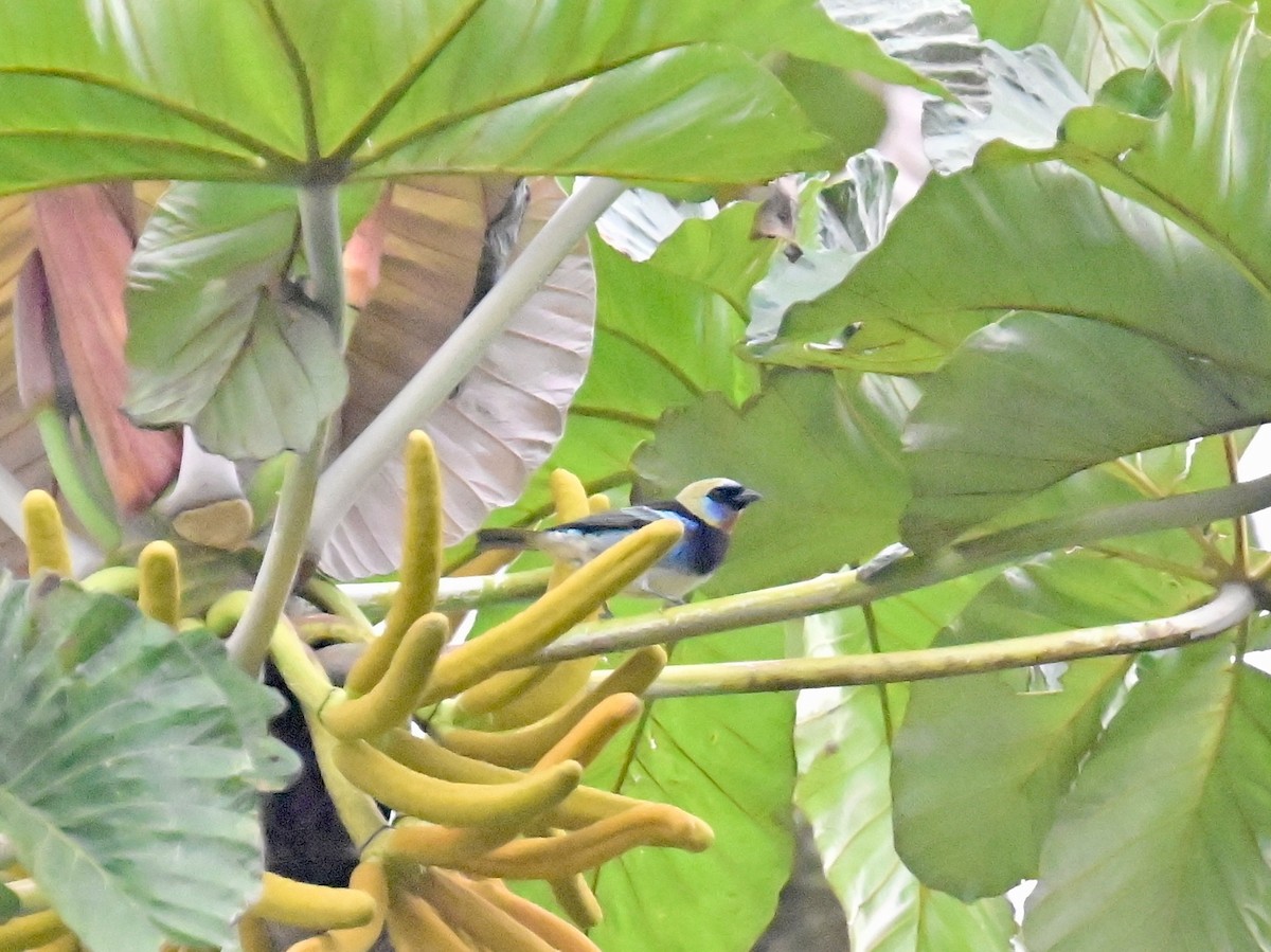 Golden-hooded Tanager - Vivian Fung