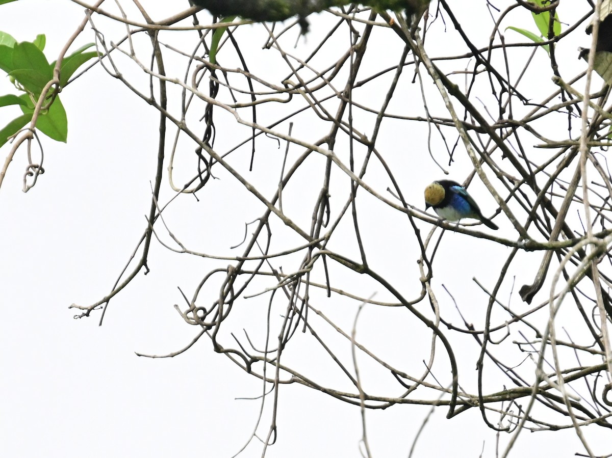 Golden-hooded Tanager - Vivian Fung