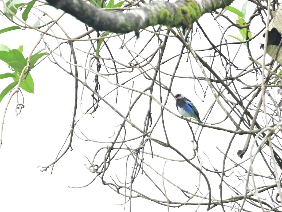 Golden-hooded Tanager - Vivian Fung