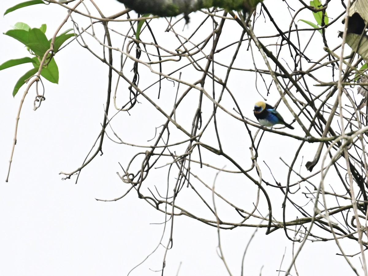 Golden-hooded Tanager - Vivian Fung