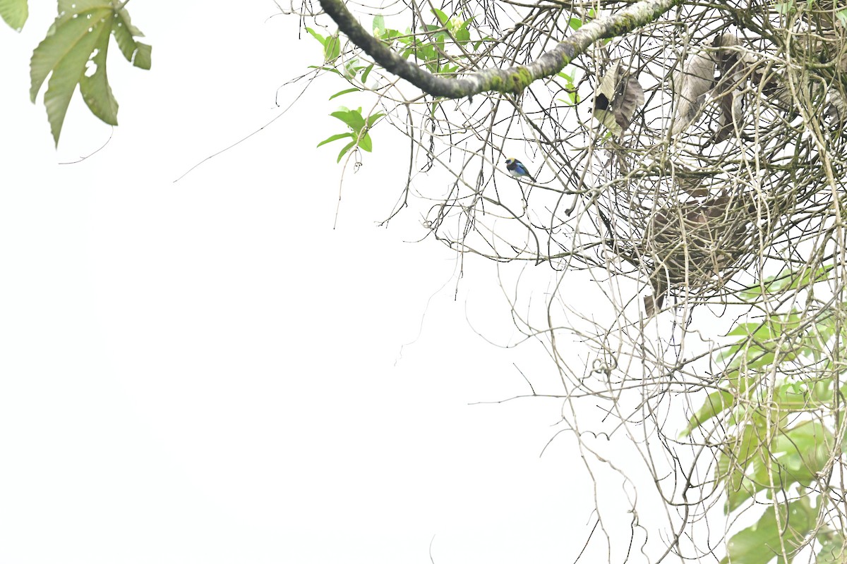 Golden-hooded Tanager - Vivian Fung