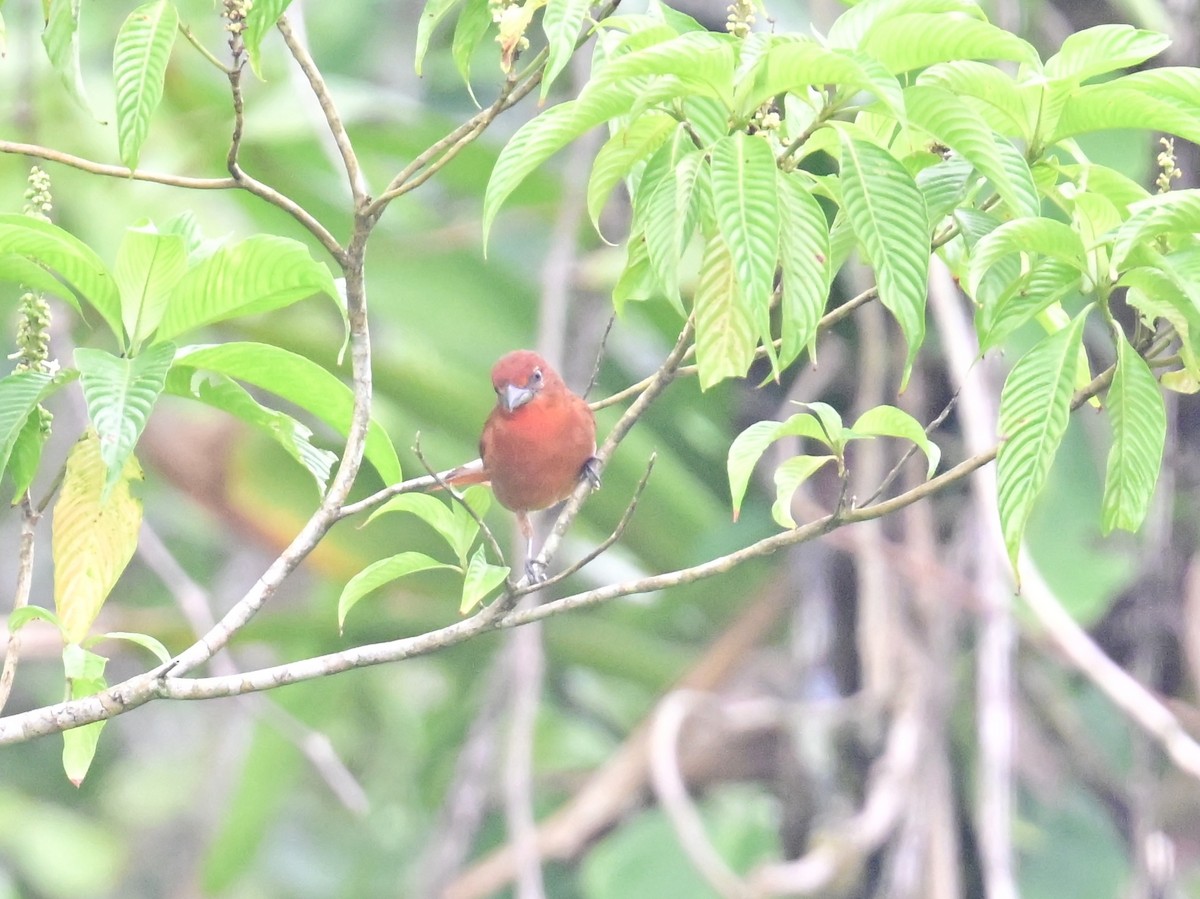 Hepatic Tanager - Vivian Fung