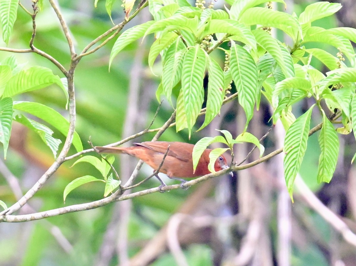 Hepatic Tanager - Vivian Fung