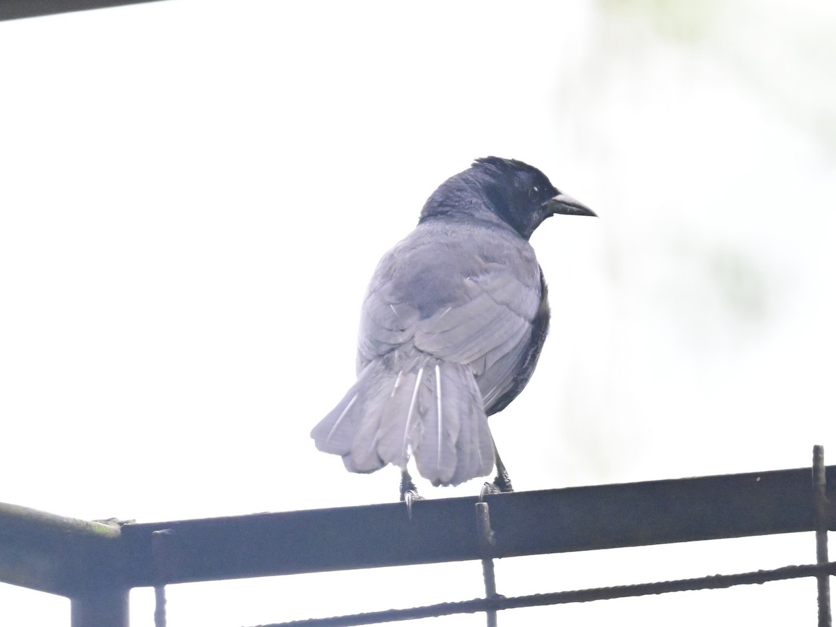 Melodious Blackbird - Vivian Fung