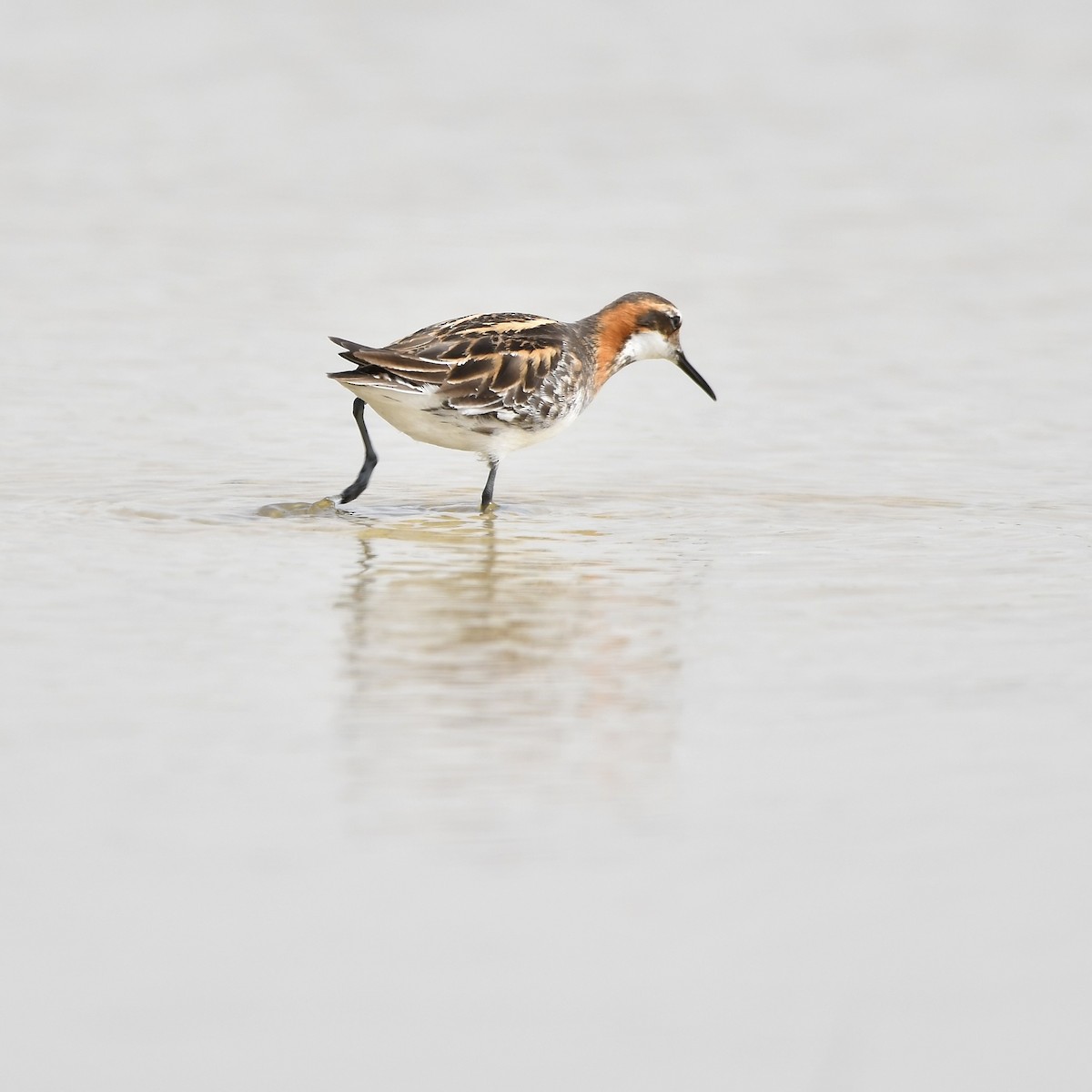 Red-necked Phalarope - Paul Nielson