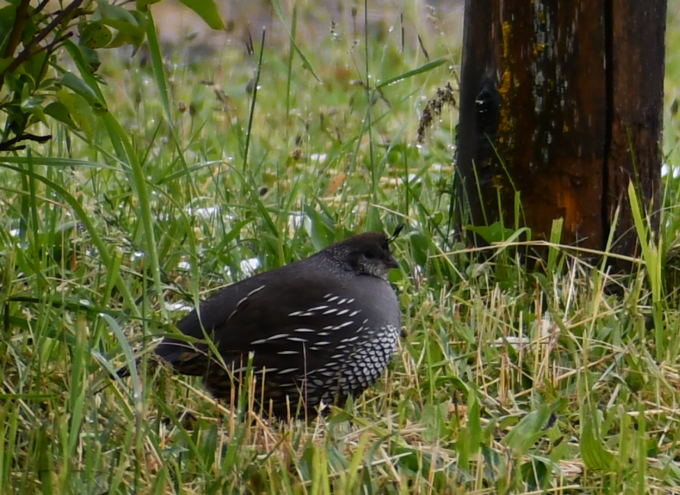 California Quail - Thuja Plicata