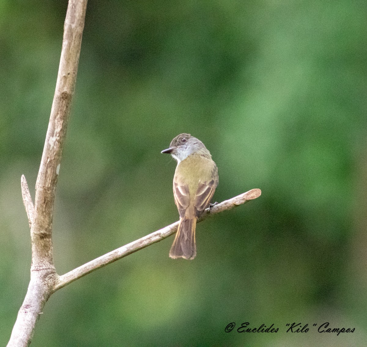 Dusky-capped Flycatcher - Euclides "Kilo" Campos