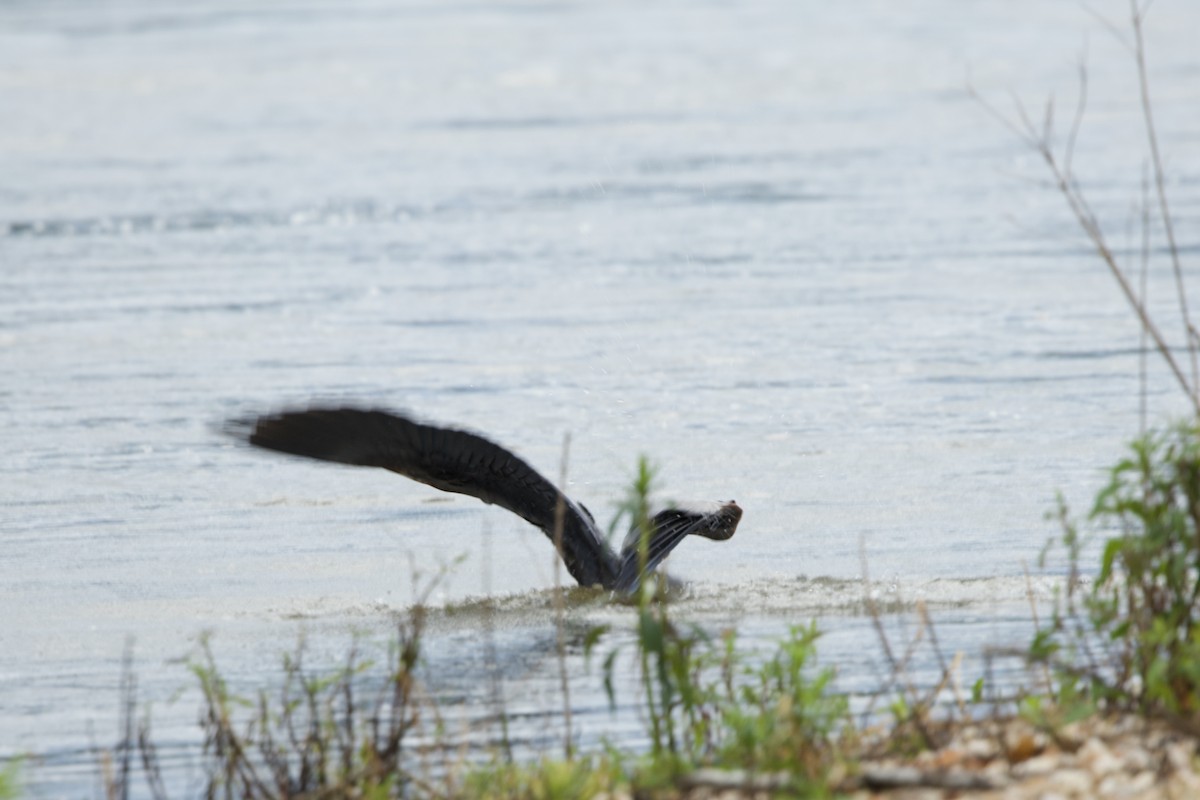 Great Blue Heron - James Strader