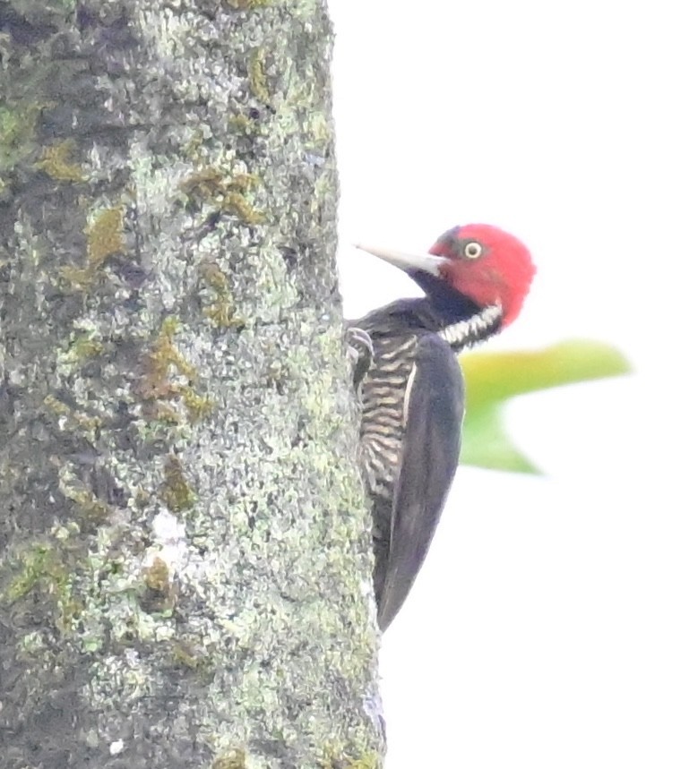 Pale-billed Woodpecker - Vivian Fung