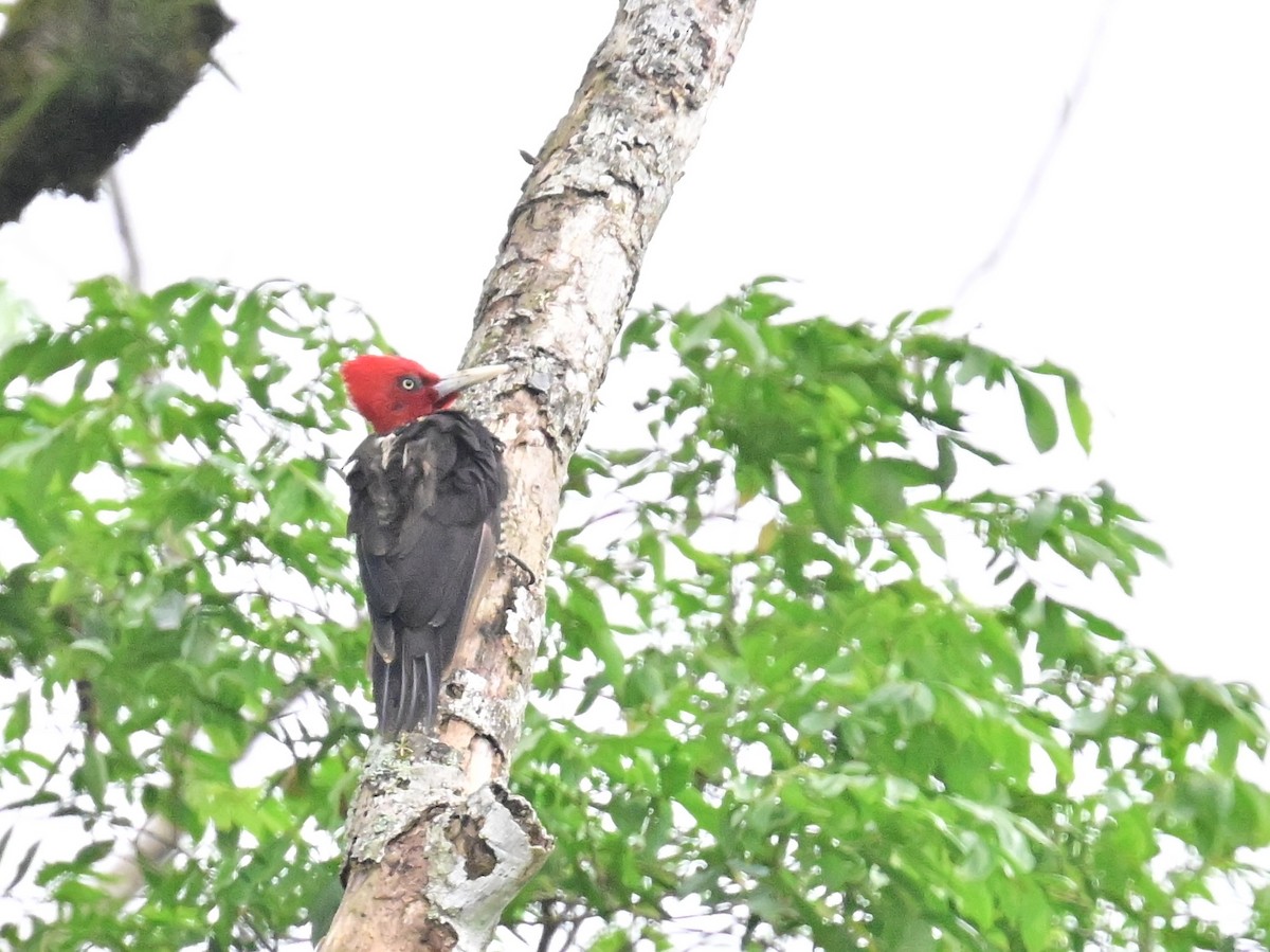 Pale-billed Woodpecker - Vivian Fung