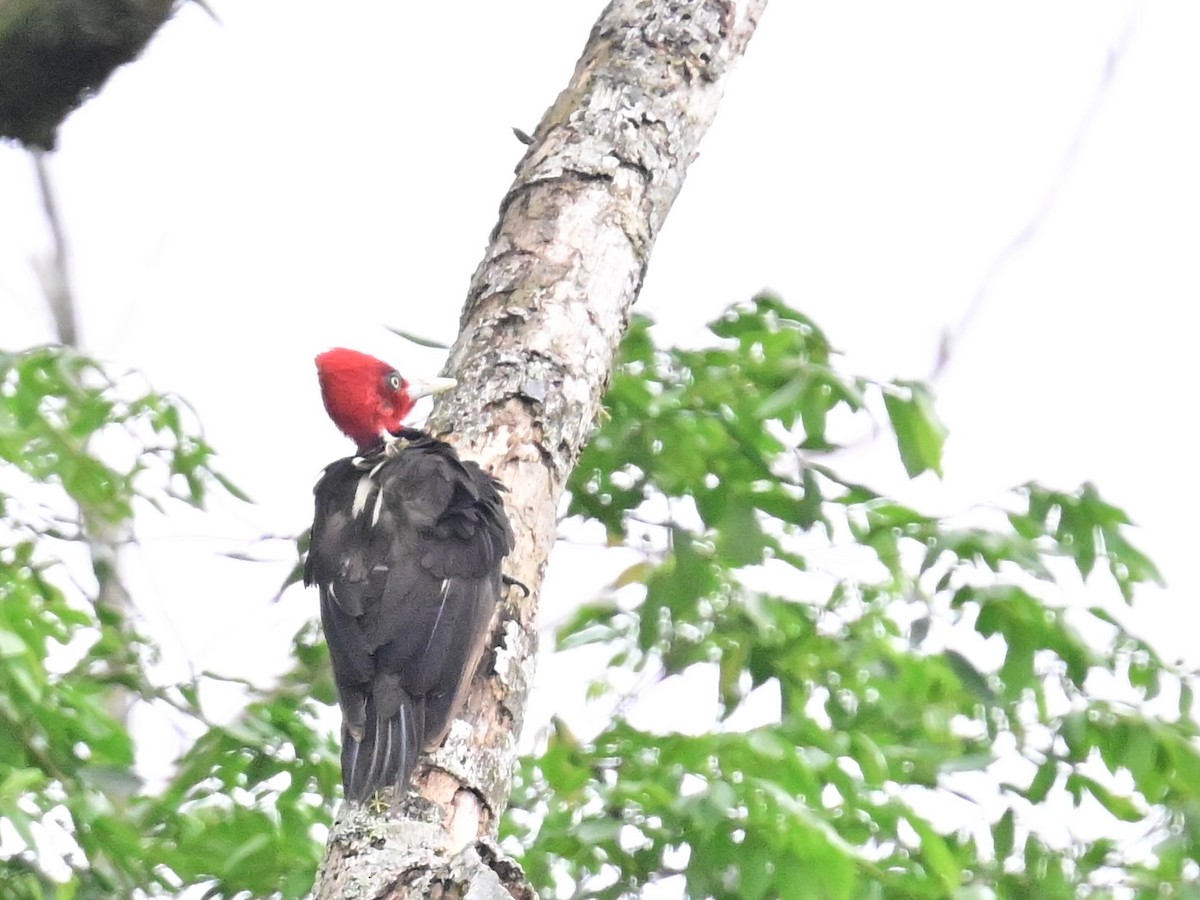 Pale-billed Woodpecker - Vivian Fung