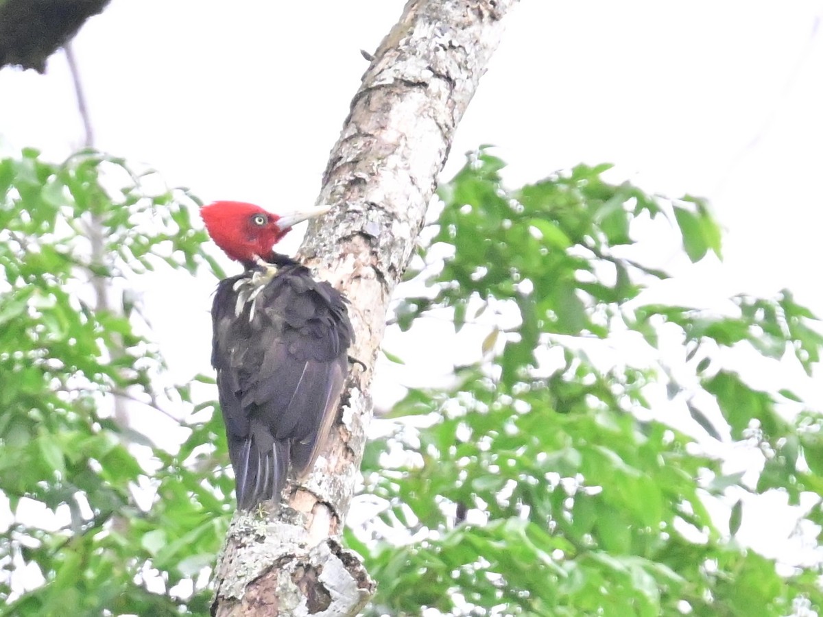 Pale-billed Woodpecker - Vivian Fung