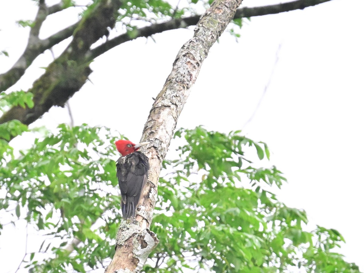 Pale-billed Woodpecker - Vivian Fung