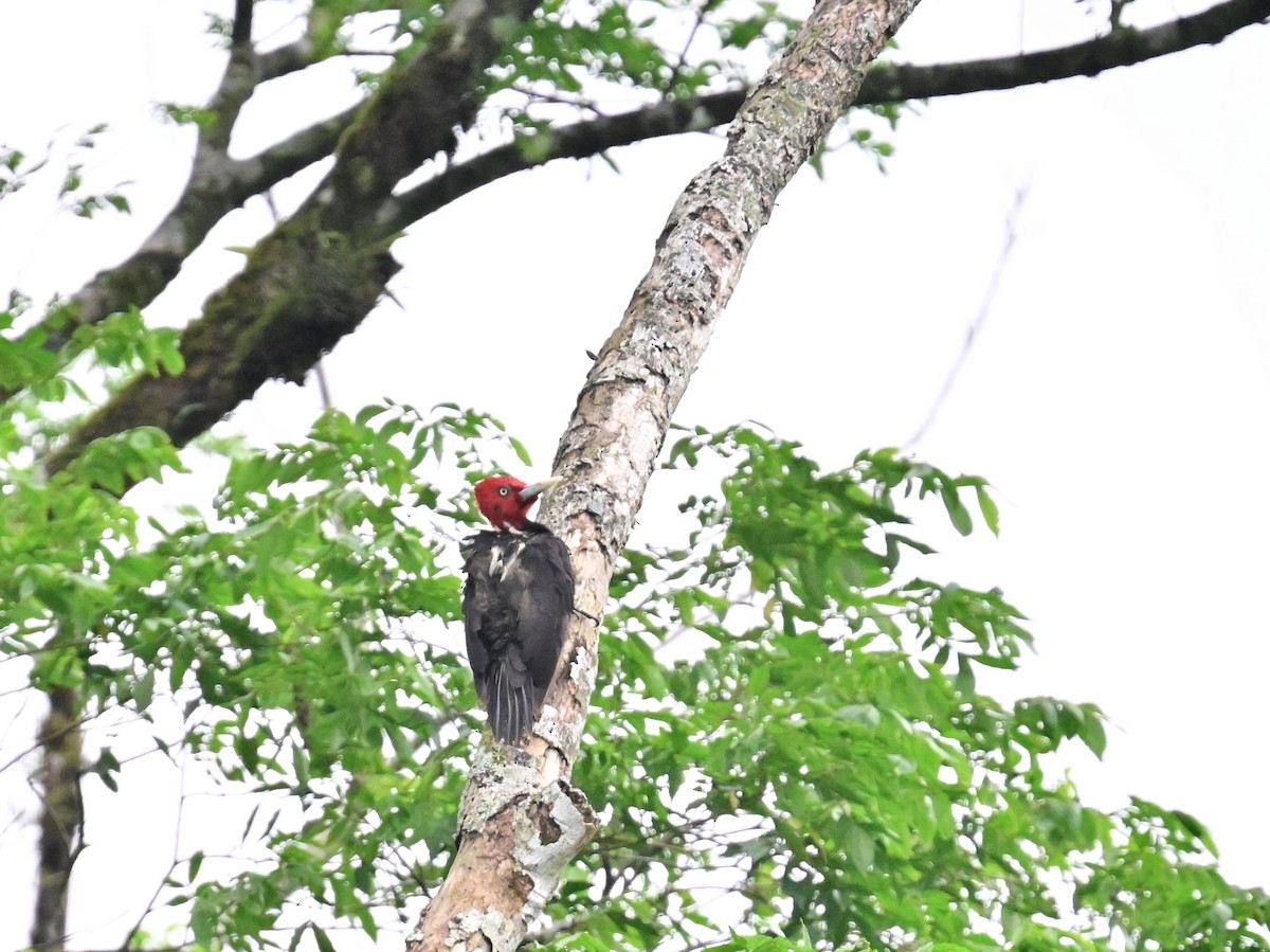 Pale-billed Woodpecker - Vivian Fung