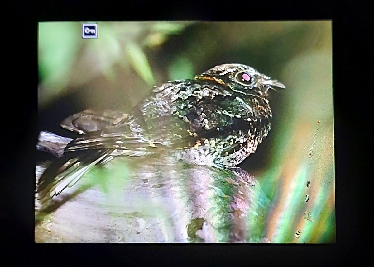 Buff-collared Nightjar - ML619515692
