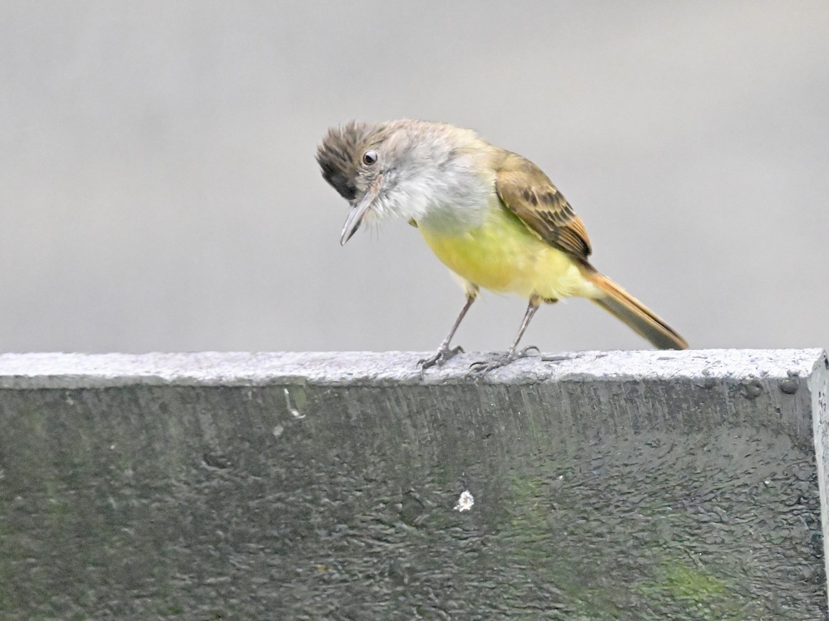 Tropical Kingbird - Vivian Fung