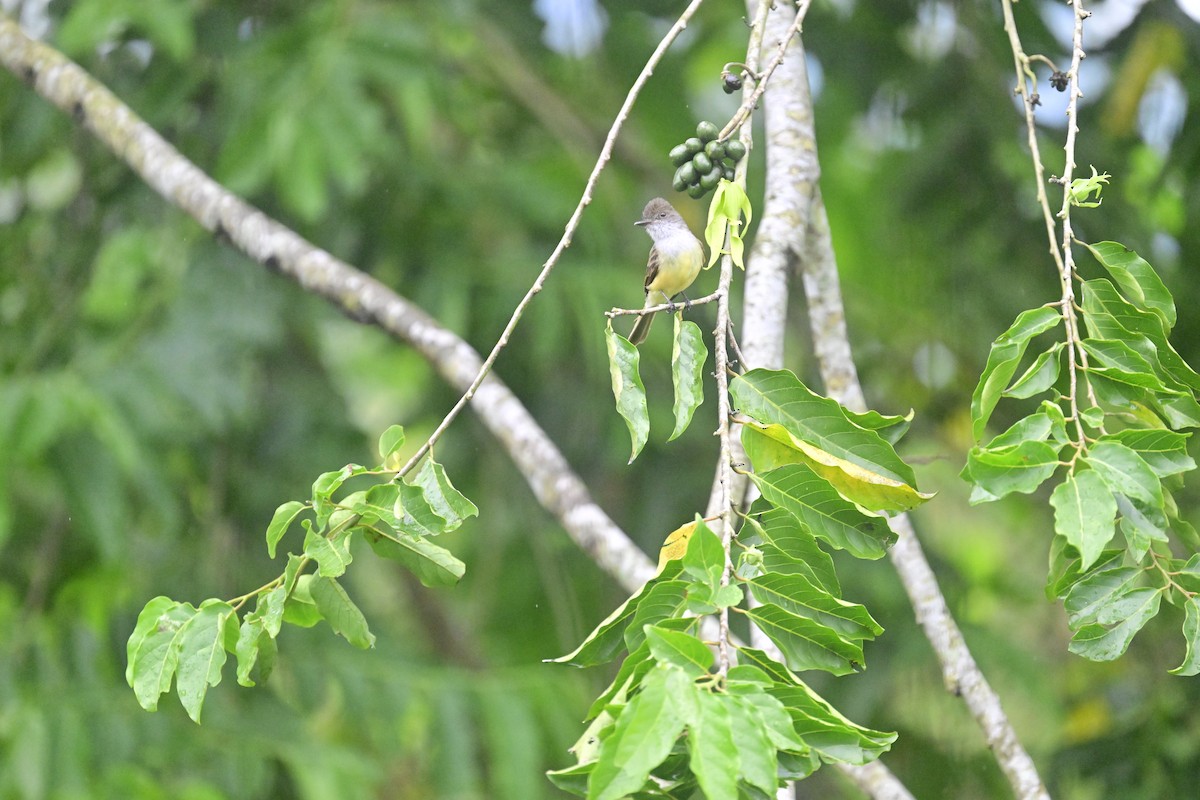 Tropical Kingbird - Vivian Fung