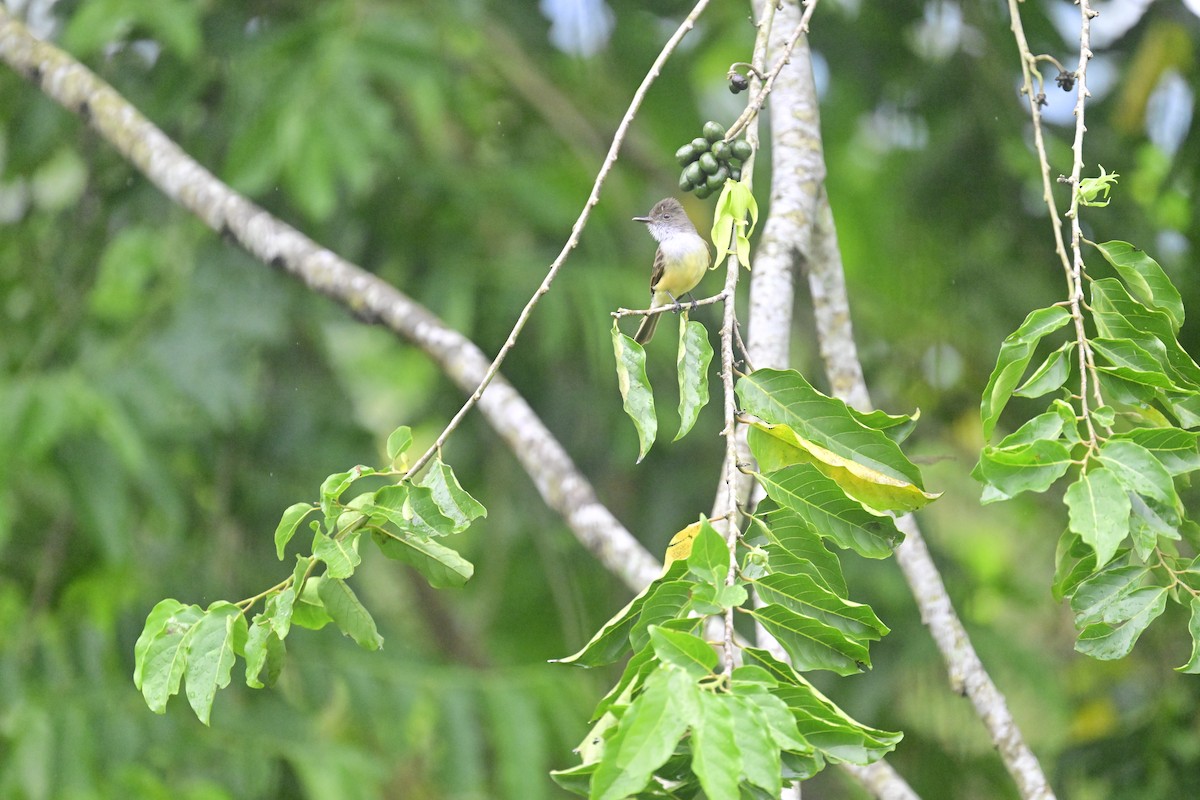 Tropical Kingbird - Vivian Fung