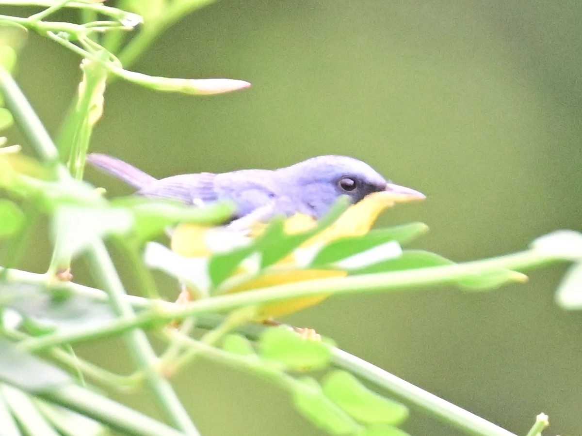 Tropical Parula - Vivian Fung