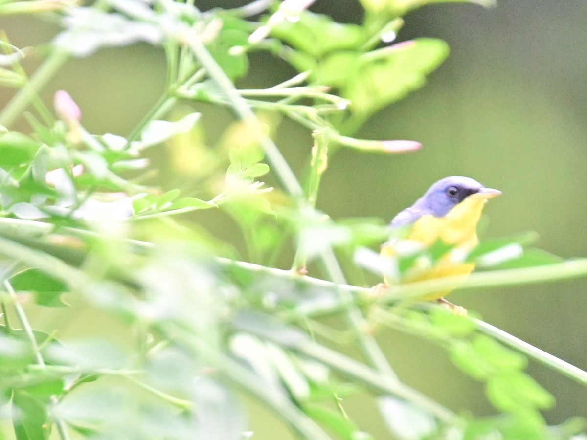 Tropical Parula - Vivian Fung