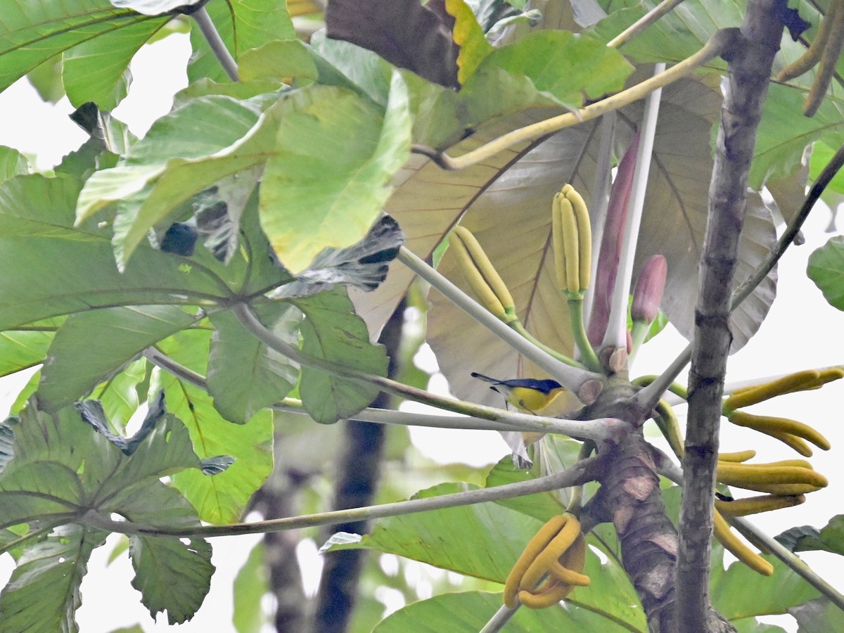 Tropical Parula - Vivian Fung