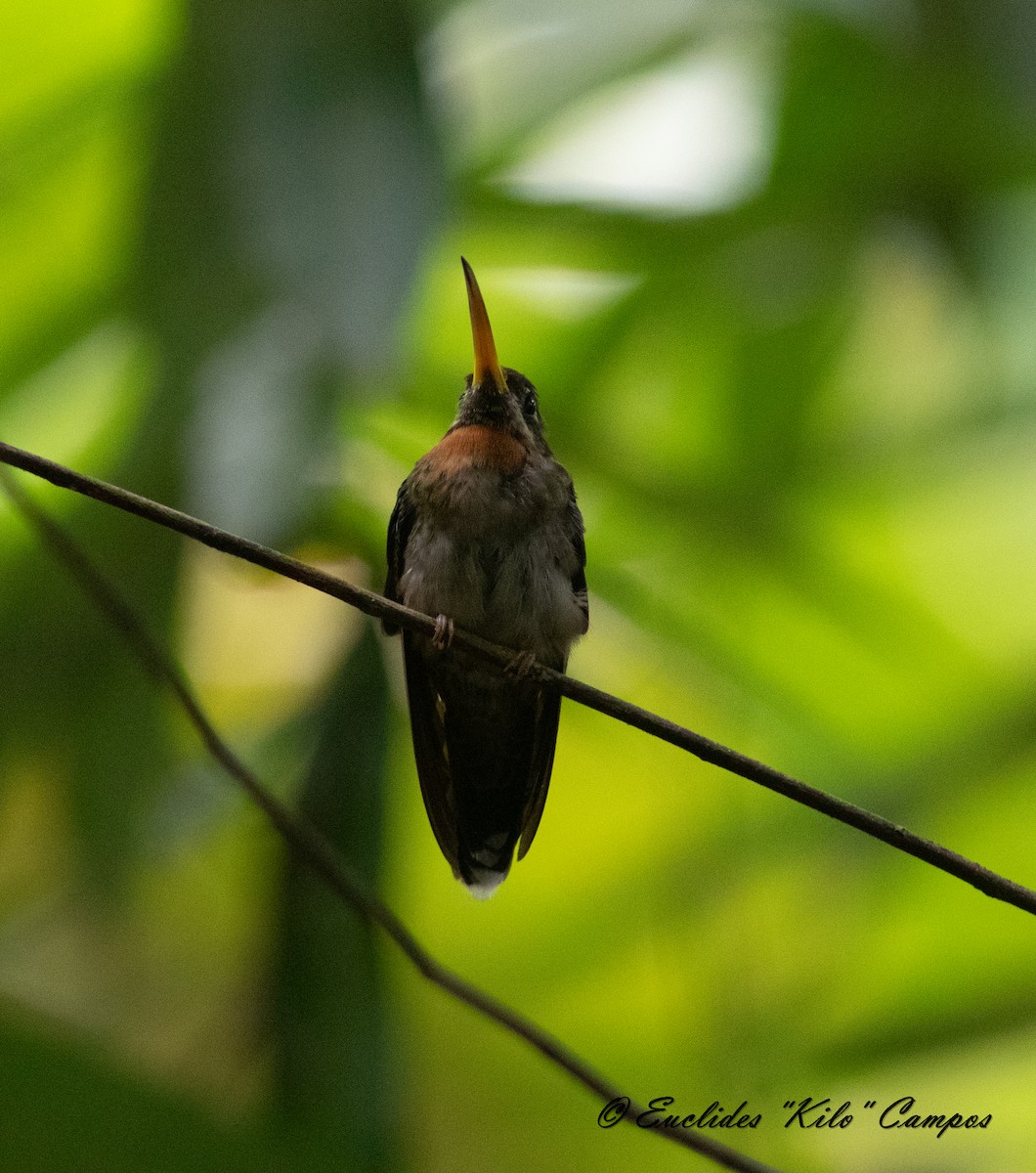 Полосатохвостый колибри-отшельник - ML619515708