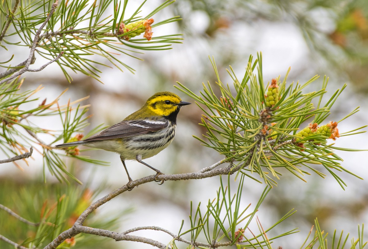 Black-throated Green Warbler - ML619515711