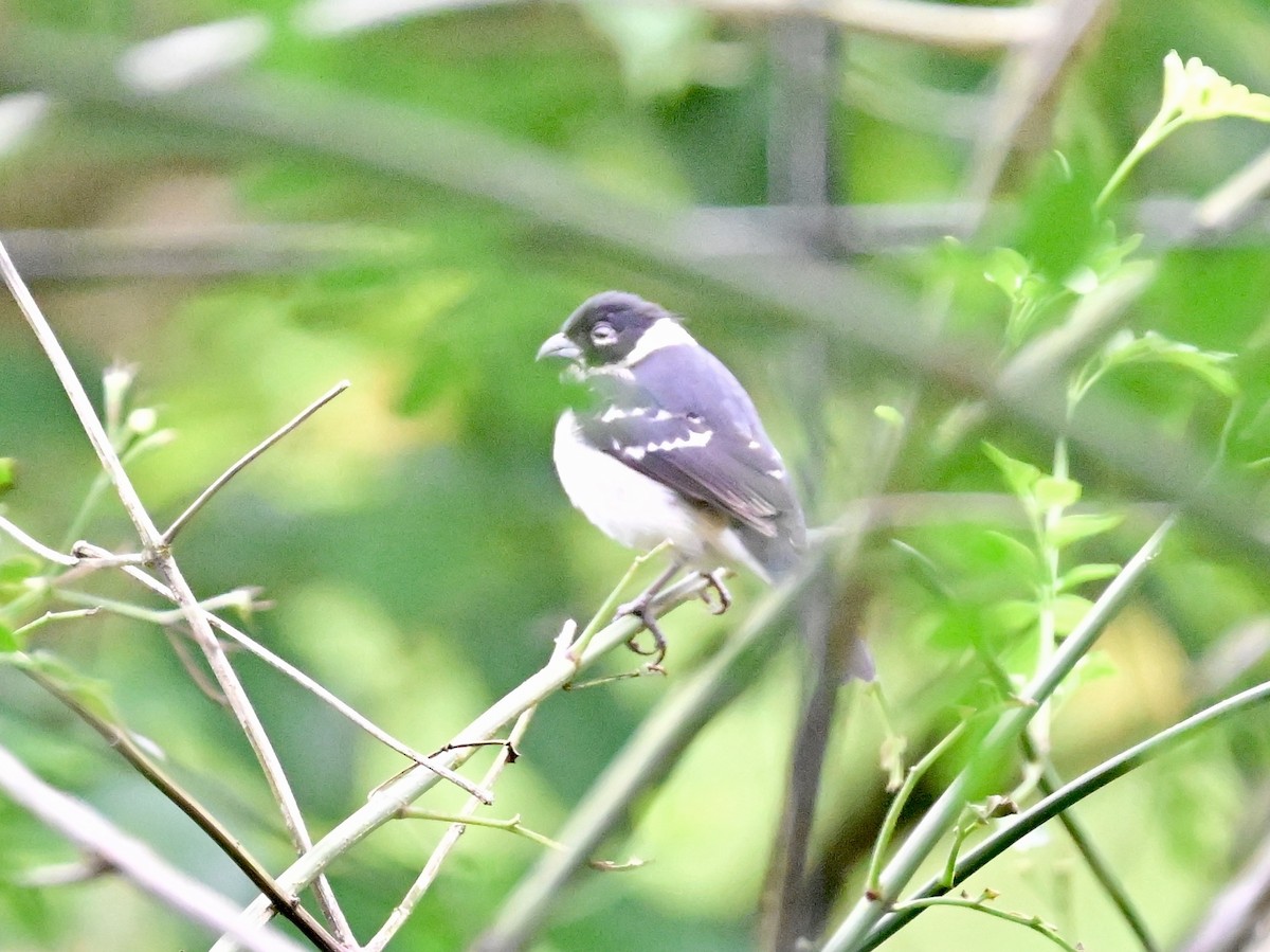 Variable Seedeater - Vivian Fung