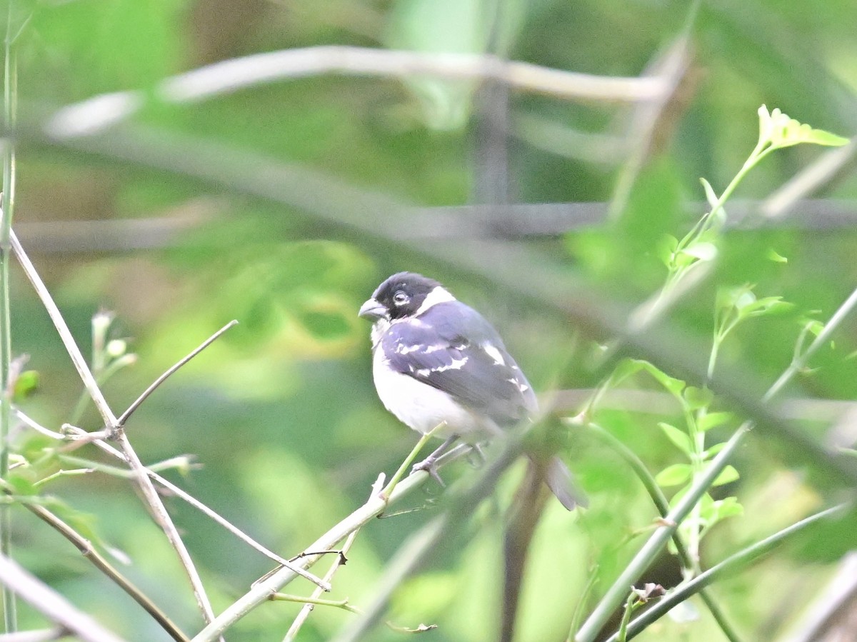 Variable Seedeater - Vivian Fung