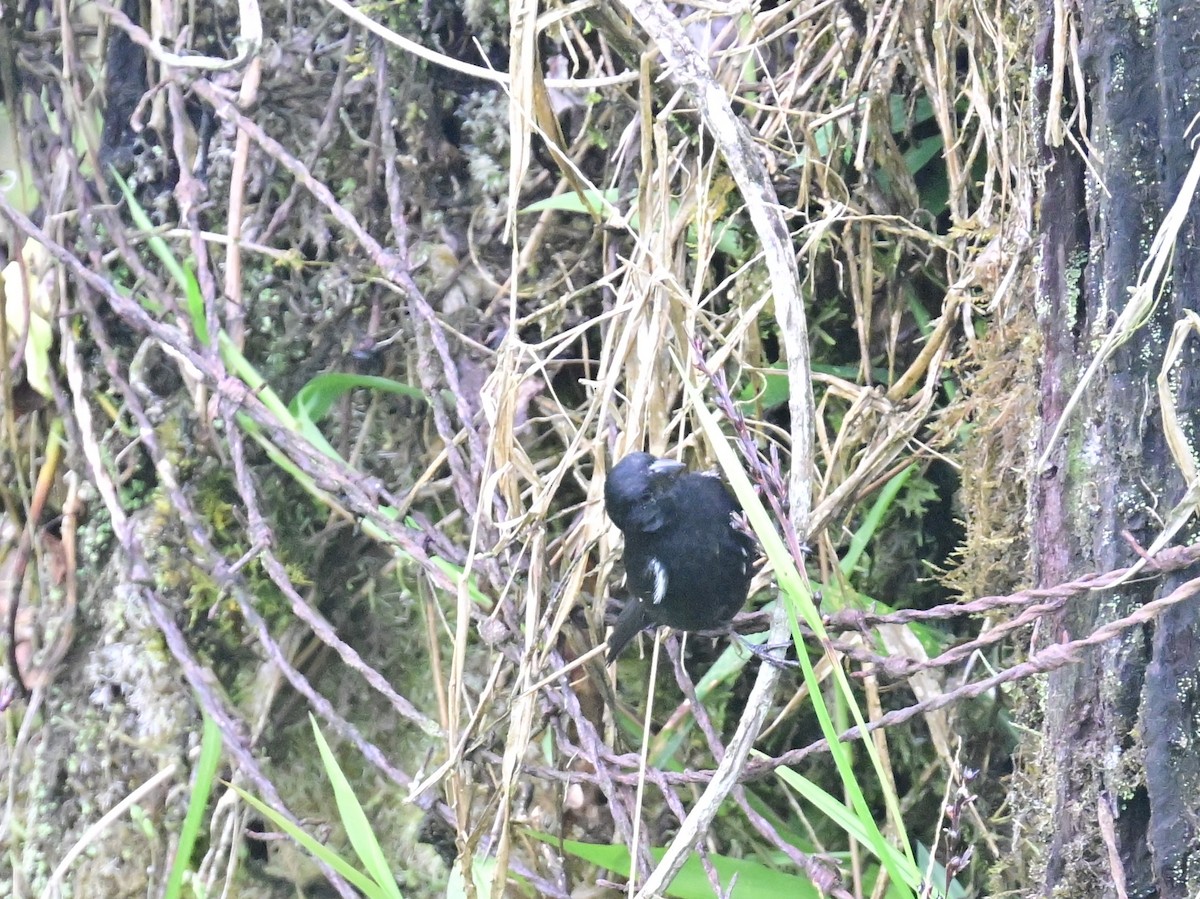 Variable Seedeater - Vivian Fung