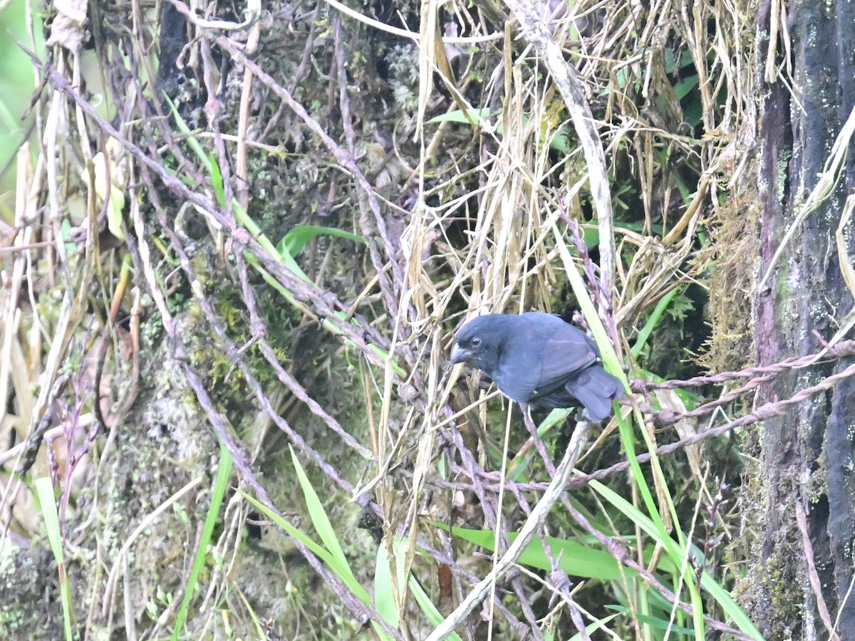 Variable Seedeater - Vivian Fung