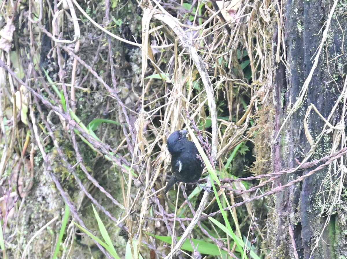 Variable Seedeater - Vivian Fung