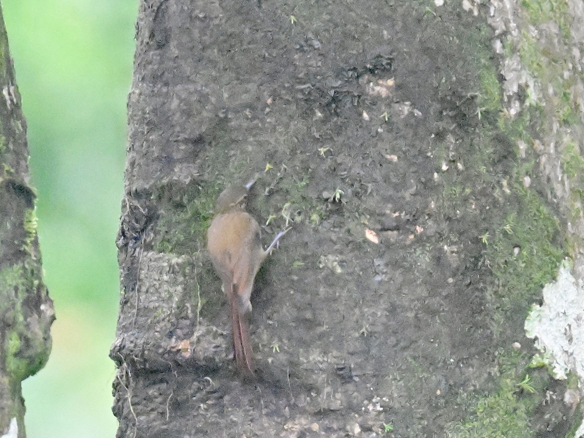 Wedge-billed Woodcreeper - Vivian Fung