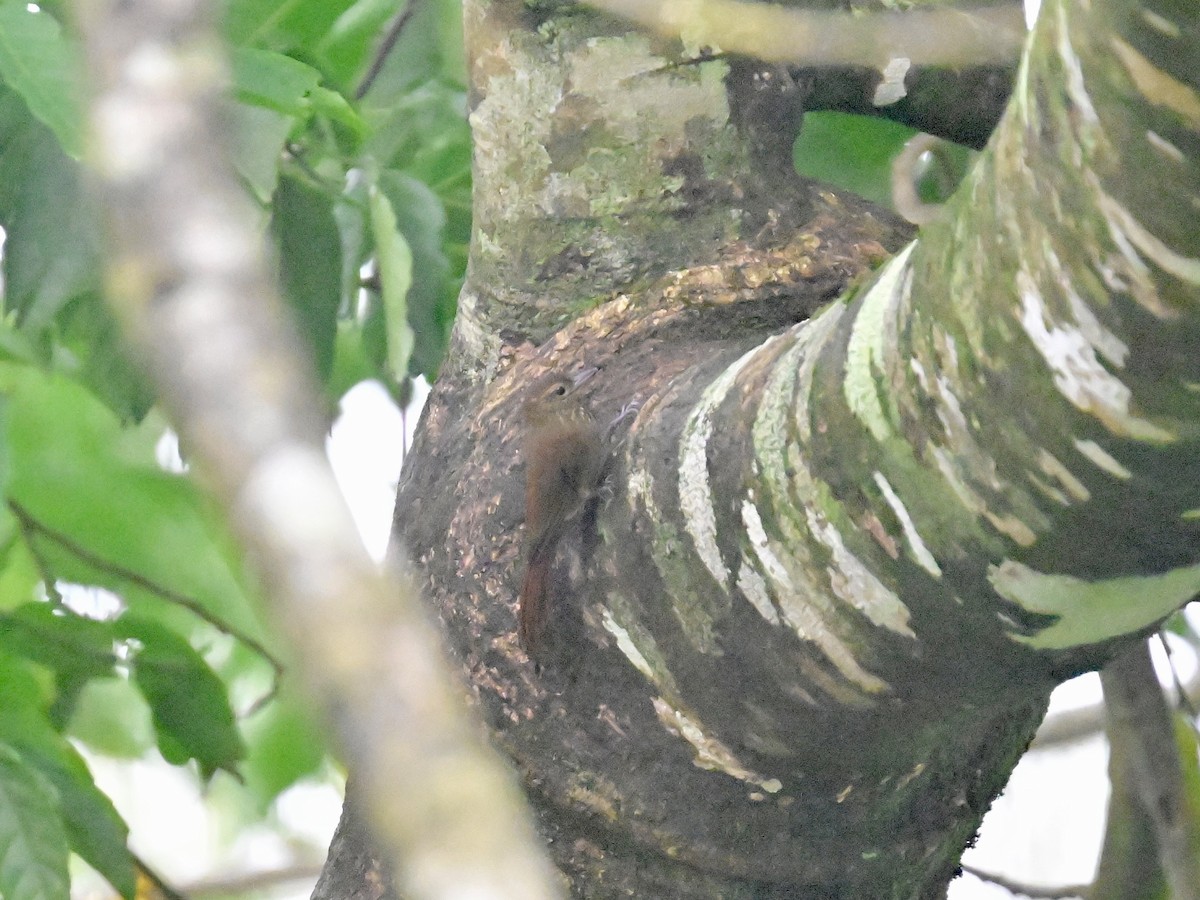 Wedge-billed Woodcreeper - ML619515721