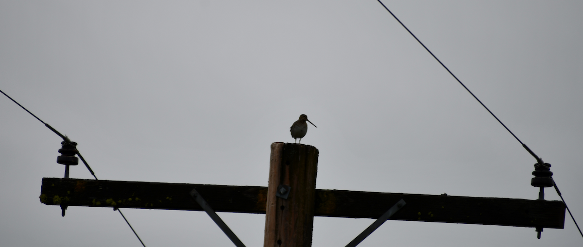 Wilson's Snipe - Thuja Plicata