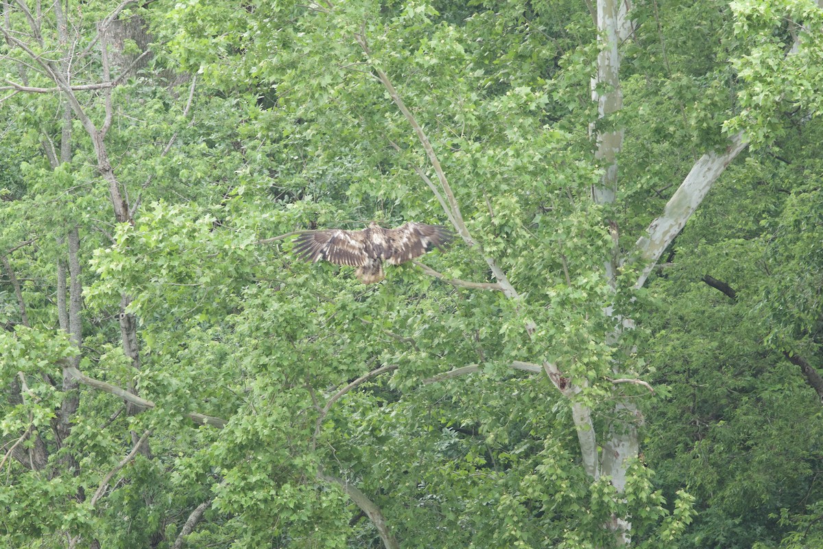 Bald Eagle - James Strader