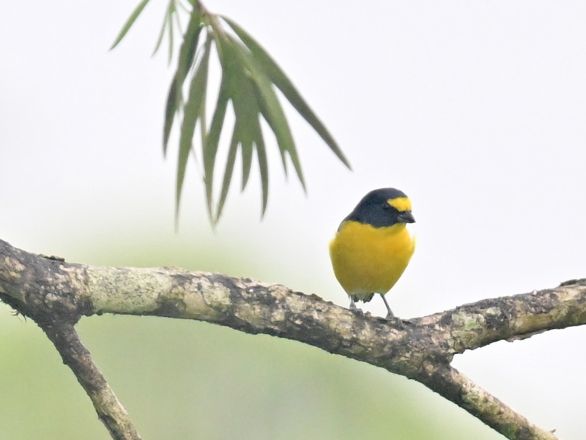 Yellow-throated Euphonia - Vivian Fung