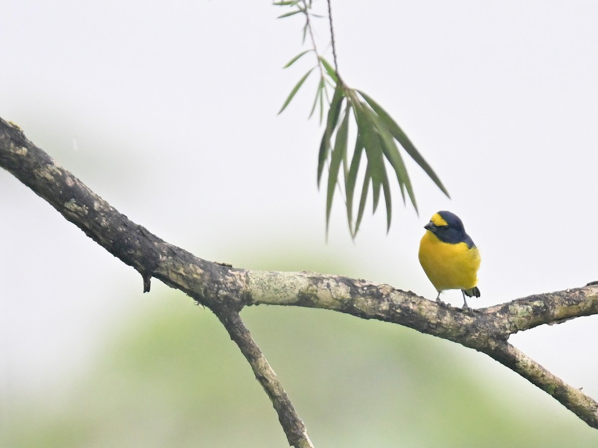 Yellow-throated Euphonia - Vivian Fung