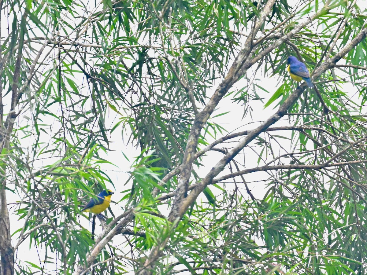 Yellow-throated Euphonia - Vivian Fung