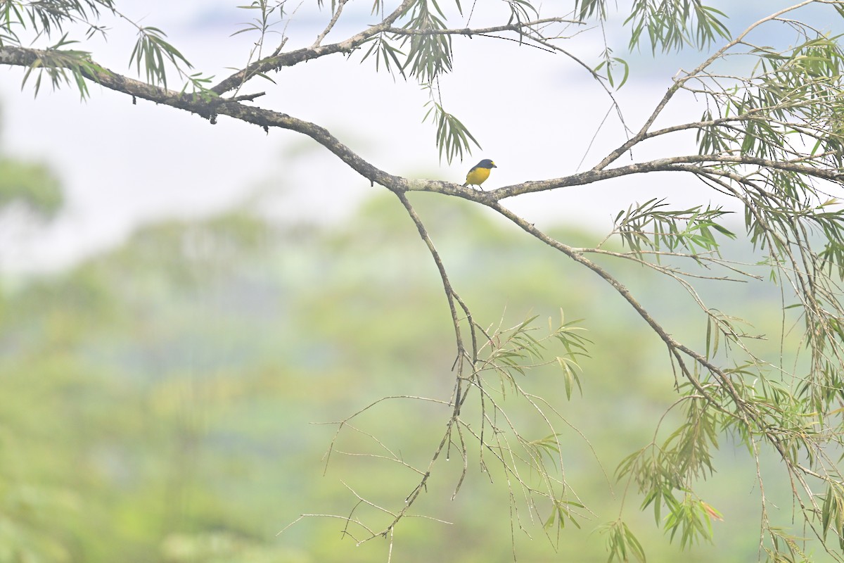 Yellow-throated Euphonia - Vivian Fung