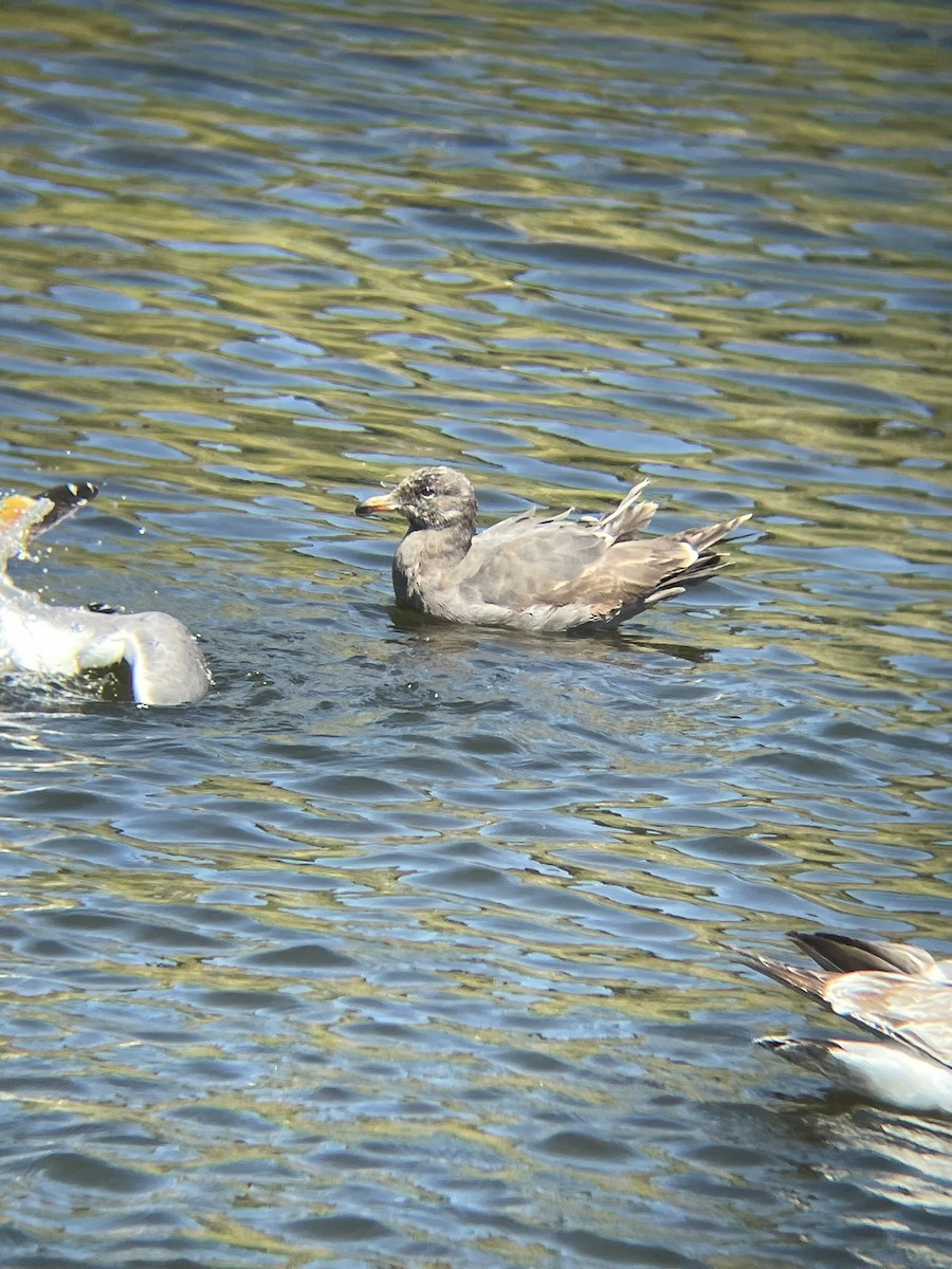 Heermann's Gull - Chelsea Connor