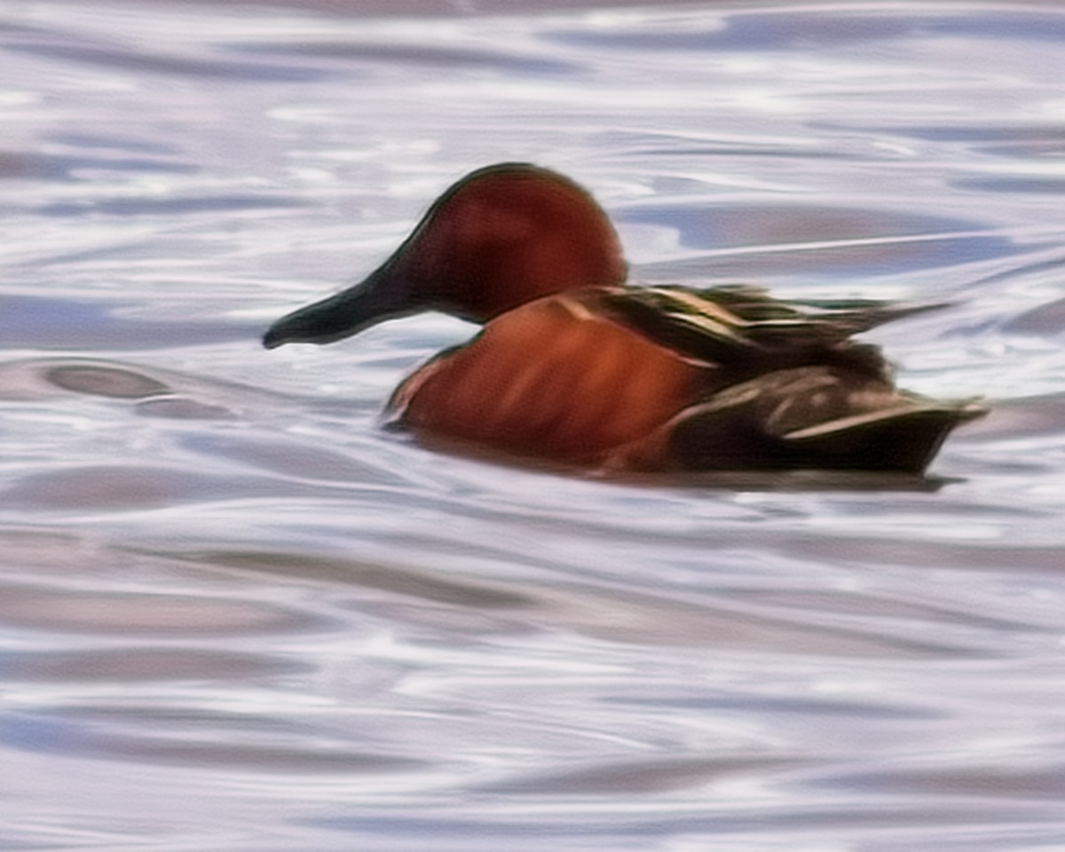 Cinnamon Teal - Frank Letniowski