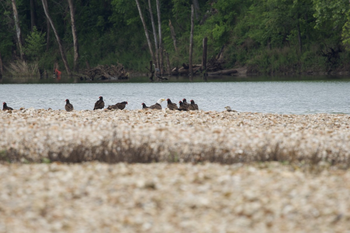 Bald Eagle - ML619515752