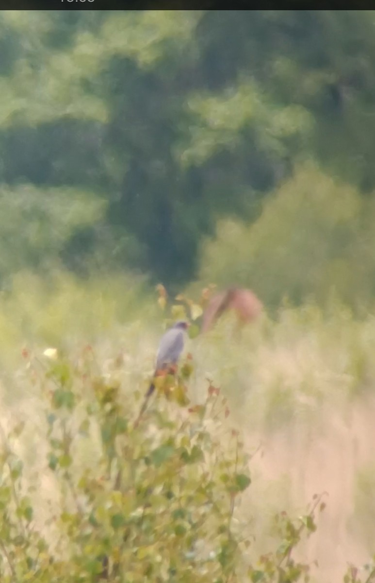 Red-footed Falcon - jacob mead