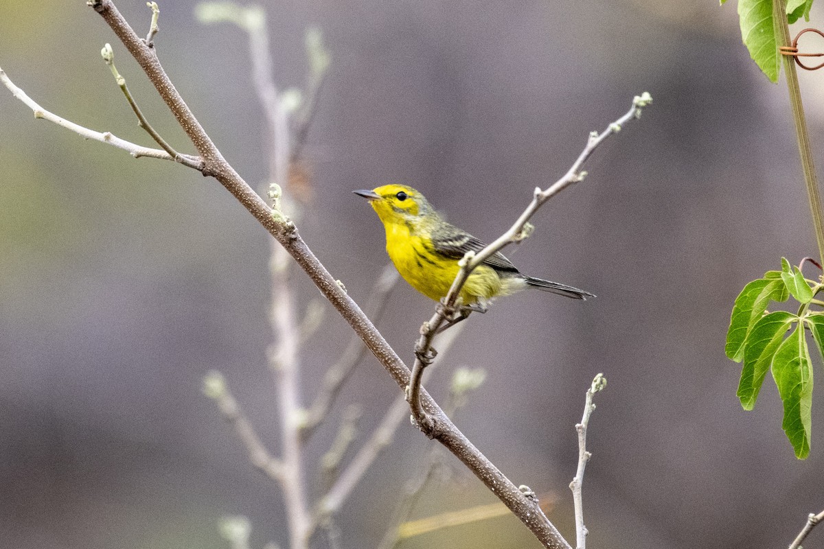 Prairie Warbler - José Alberto Pérez Hechavarría