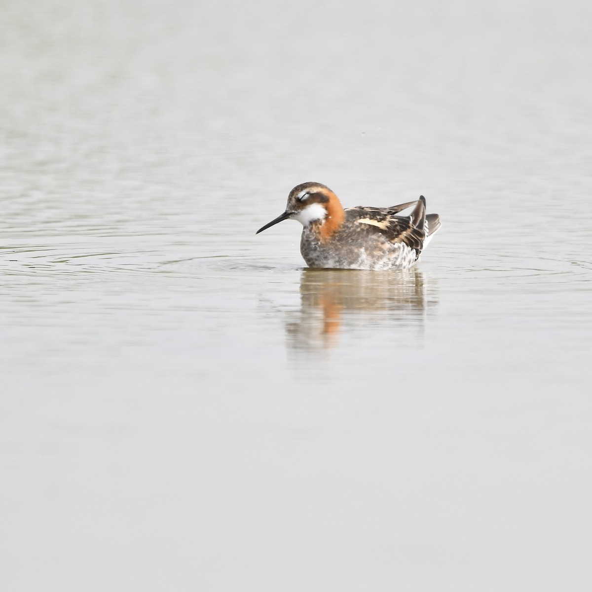 Red-necked Phalarope - Paul Nielson