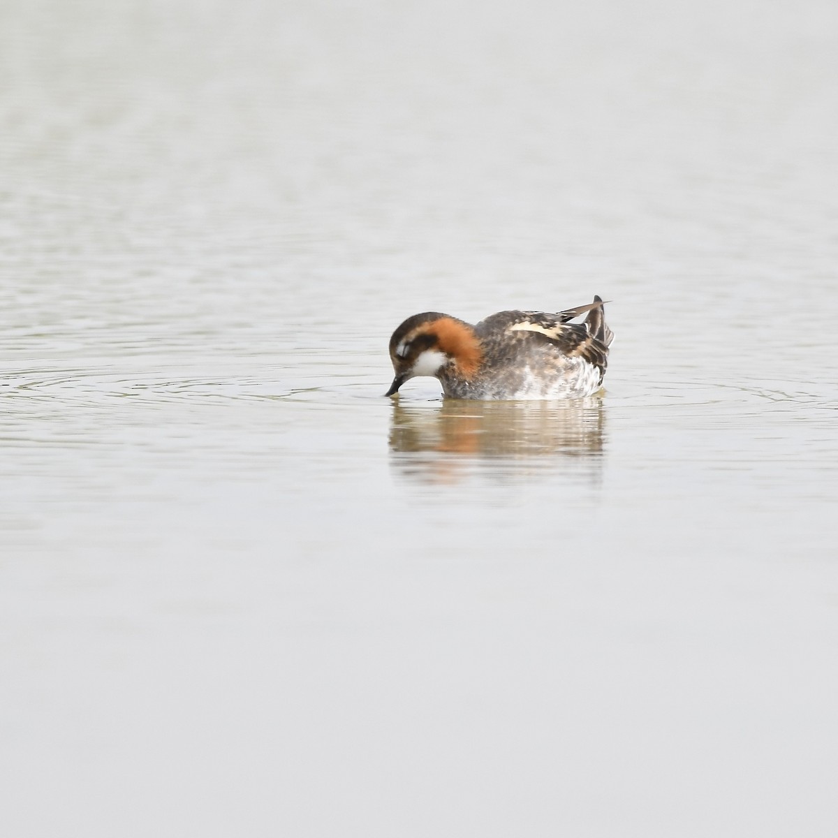 Red-necked Phalarope - Paul Nielson