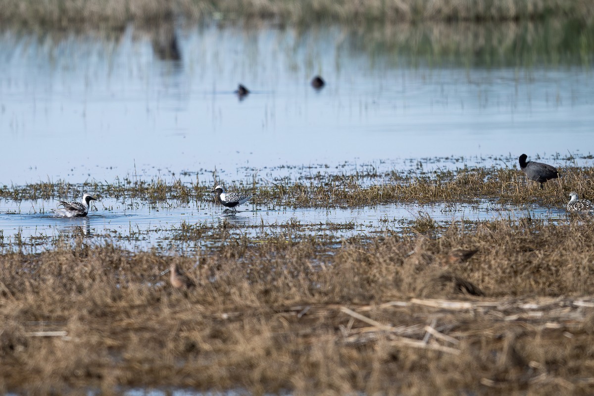 Black-bellied Plover - ML619515767