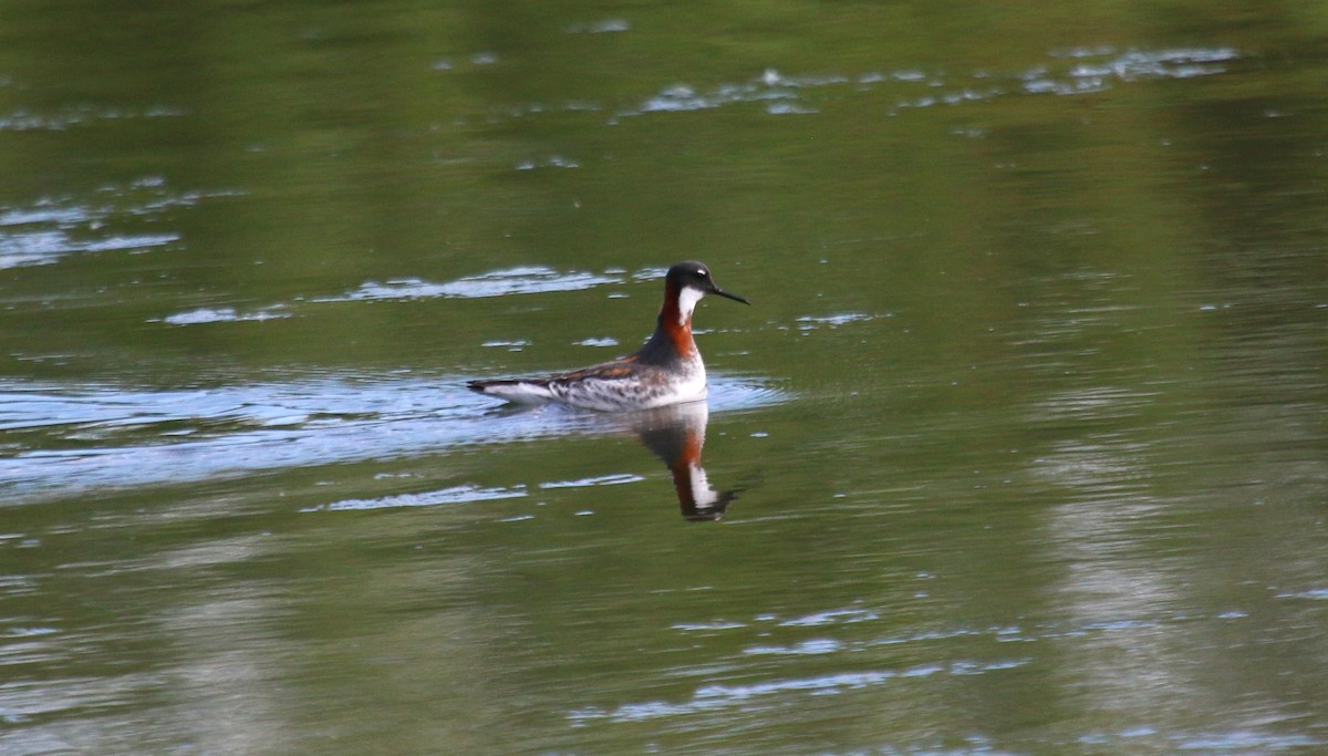 Red-necked Phalarope - Nels Nelson