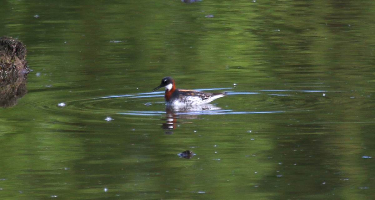 svømmesnipe - ML619515774